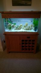 Cichlid Tank